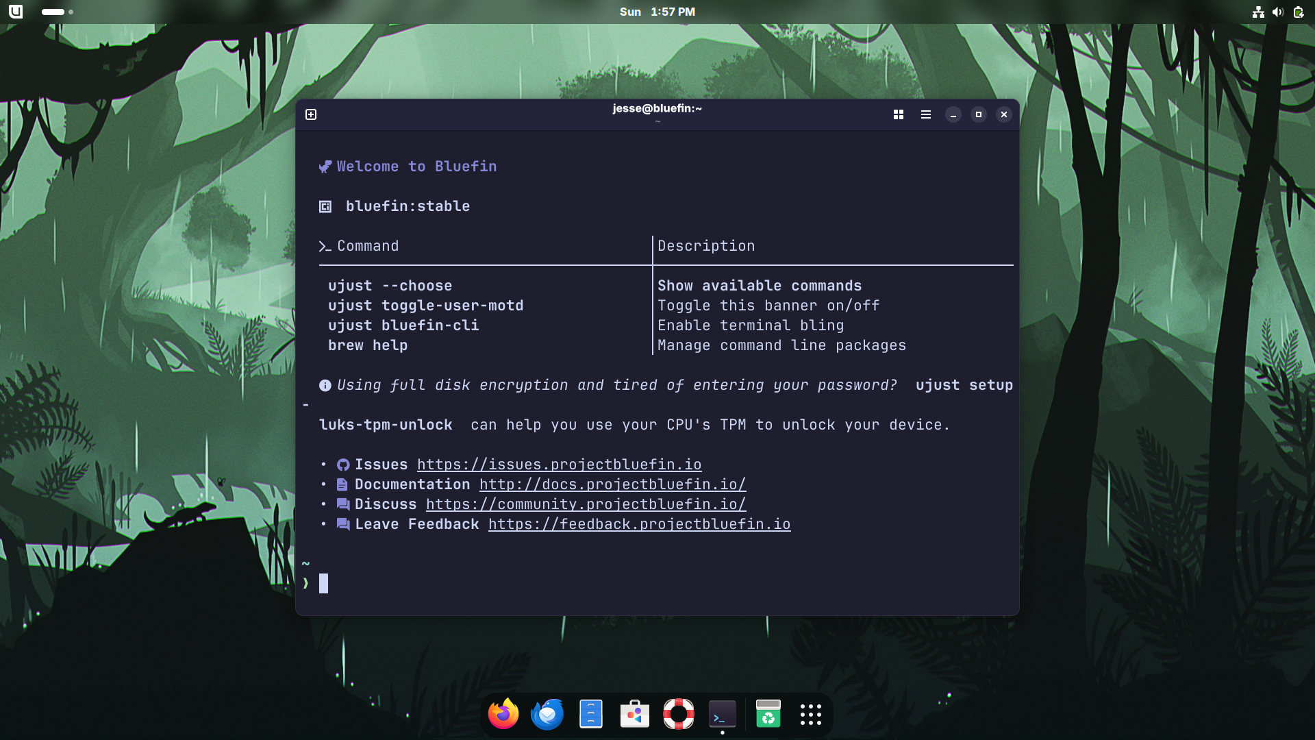 Bluefin desktop screenshot: 41 terminal